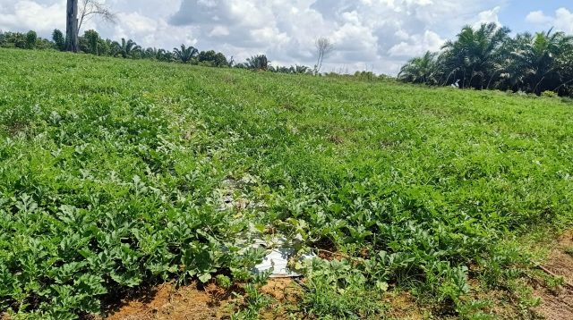 Dilahan 3 Hektar Petani Lestari Mandiri Akan Panen Buah Semangka Sebanyak 75 Ton