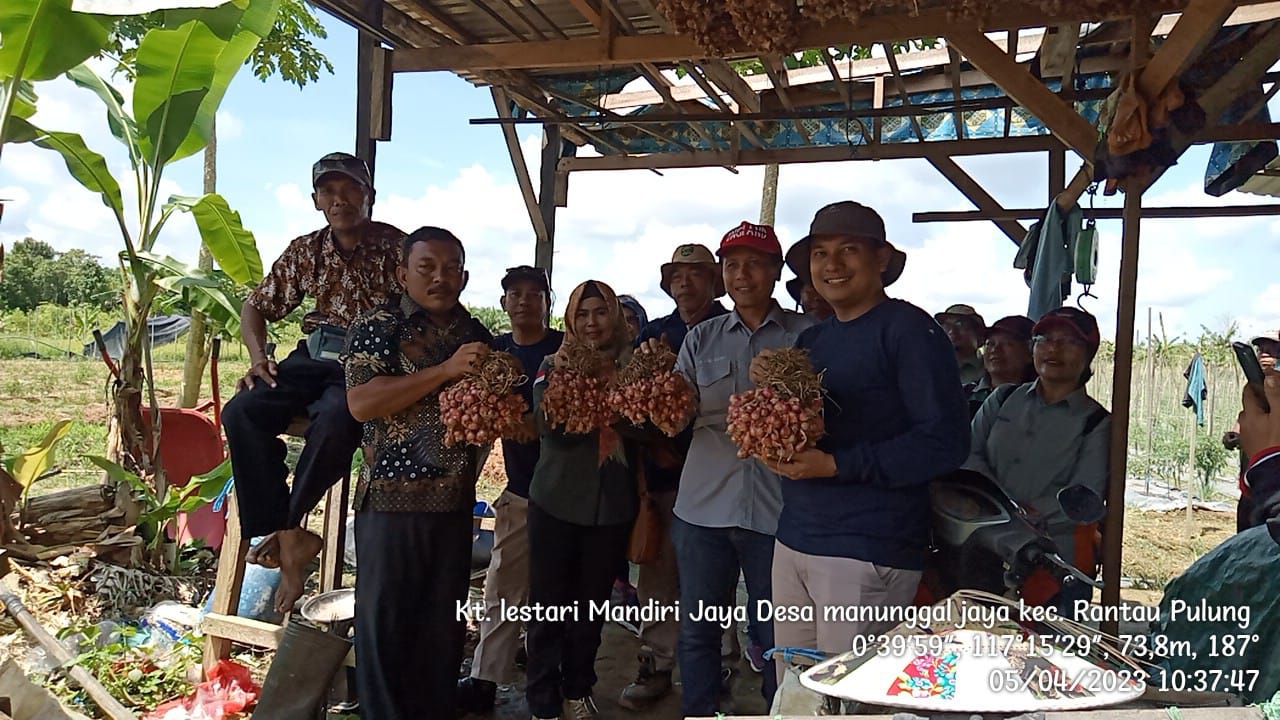 Kelompok Tani Kecamatan Rantau Pulung Sedang Melakukan Pengembangan Budi Daya Bawang Merah 
