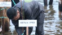 Jaga Abrasi Pesisir, Ketua DPRD Ikut Tanam Bibit Mangrove Di Pantai Kenyamukan Bersama Lanal Sangatta