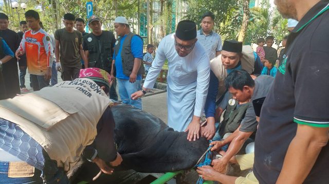 Hari Raya Idul Adha 1444 H, Wabup Kasmidi Melakukan Penyembelihan Hewan Qurban di Mesjid Agung Alfarouk