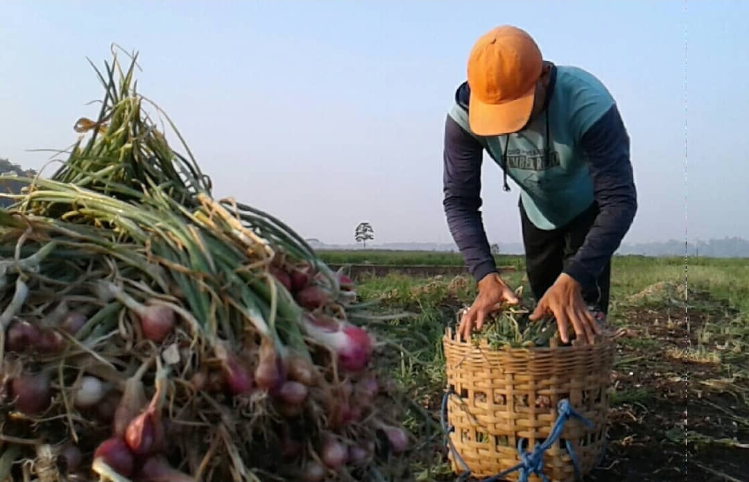 Tingkatkan Kontribusi Pendapatan, 4 Komoditi Pertanian Jadi Program One Village One Commodity